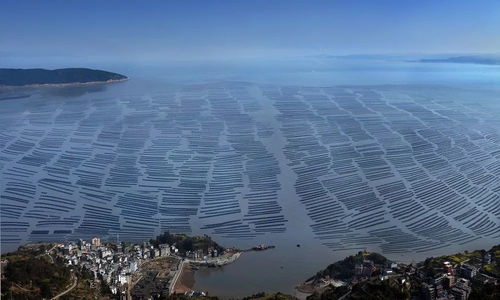 洞頭區 以科技創新澎湃海洋經濟高質量發展新動能，海水養殖技術研發走在前列
