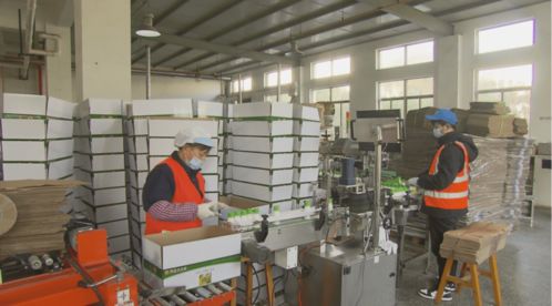 留滬過年新選擇 奉賢區部分工廠推出員工提前復工福利政策